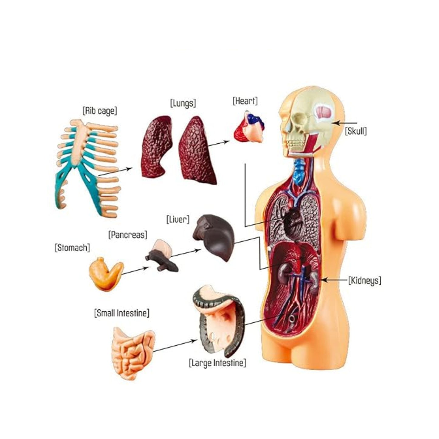 TXMR-025 Human Body Model Kit Human Body Model Demonstration Kit DIY Human Anatomy Display Model For Education - RS6977