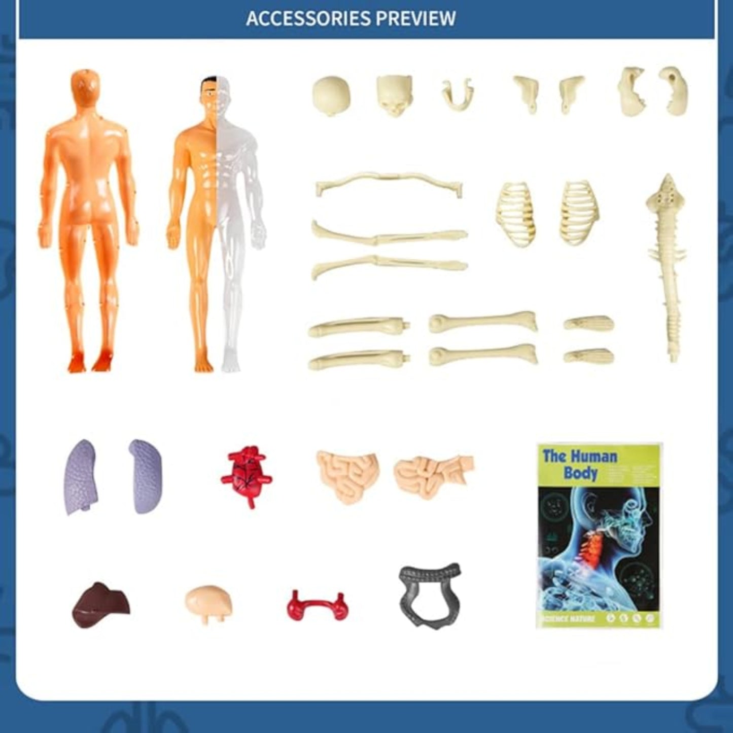 Mini Human Body Explorer Model Interactive Anatomy Kit 3D Interactive Human Body Model With Detachable Organs Amazing Human Body Adventure For Children - RS6970