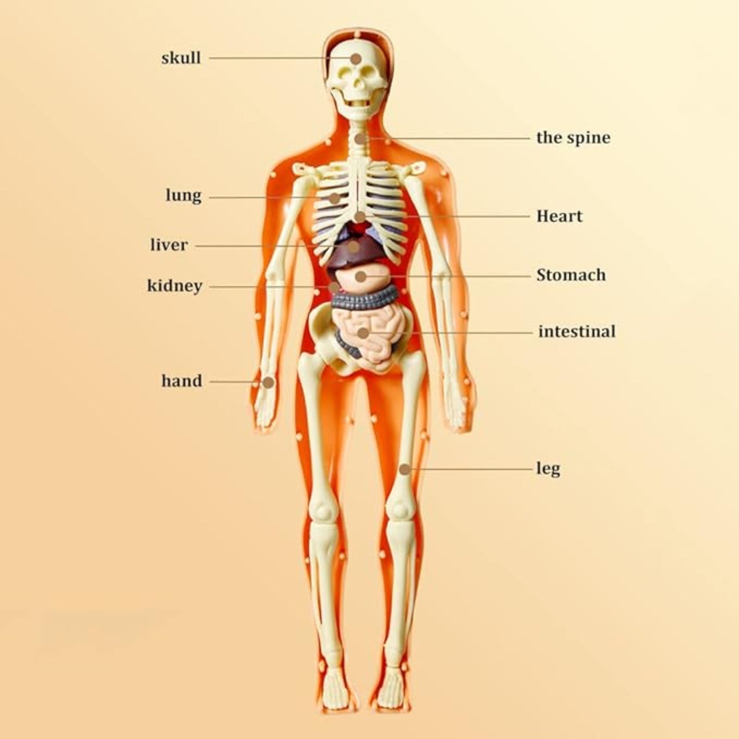 Mini Human Body Explorer Model Interactive Anatomy Kit 3D Interactive Human Body Model With Detachable Organs Amazing Human Body Adventure For Children - RS6970