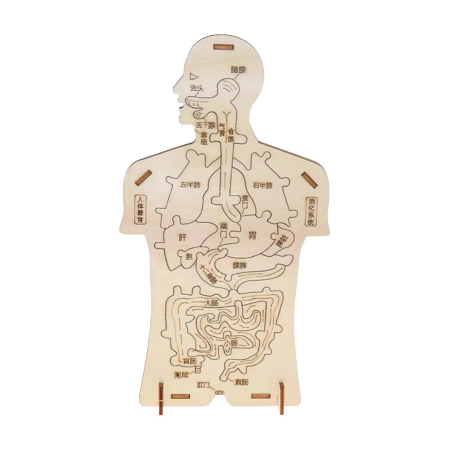 DIY Human Digestive System STEM Kit Human Digestive System Model Kindergarten Science Experiment DIY Science Project Early Education Toy Handmade Educational Puzzle Hands-On Learning Toy For Preschoolers STEM Toy For Early Childhood Education - RS6336