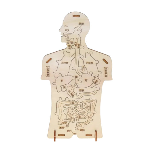 DIY Human Digestive System STEM Kit Human Digestive System Model Kindergarten Science Experiment DIY Science Project Early Education Toy  Handmade Educational Puzzle Hands-On Learning Toy For Preschoolers STEM Toy For Early Childhood Education - RS6336