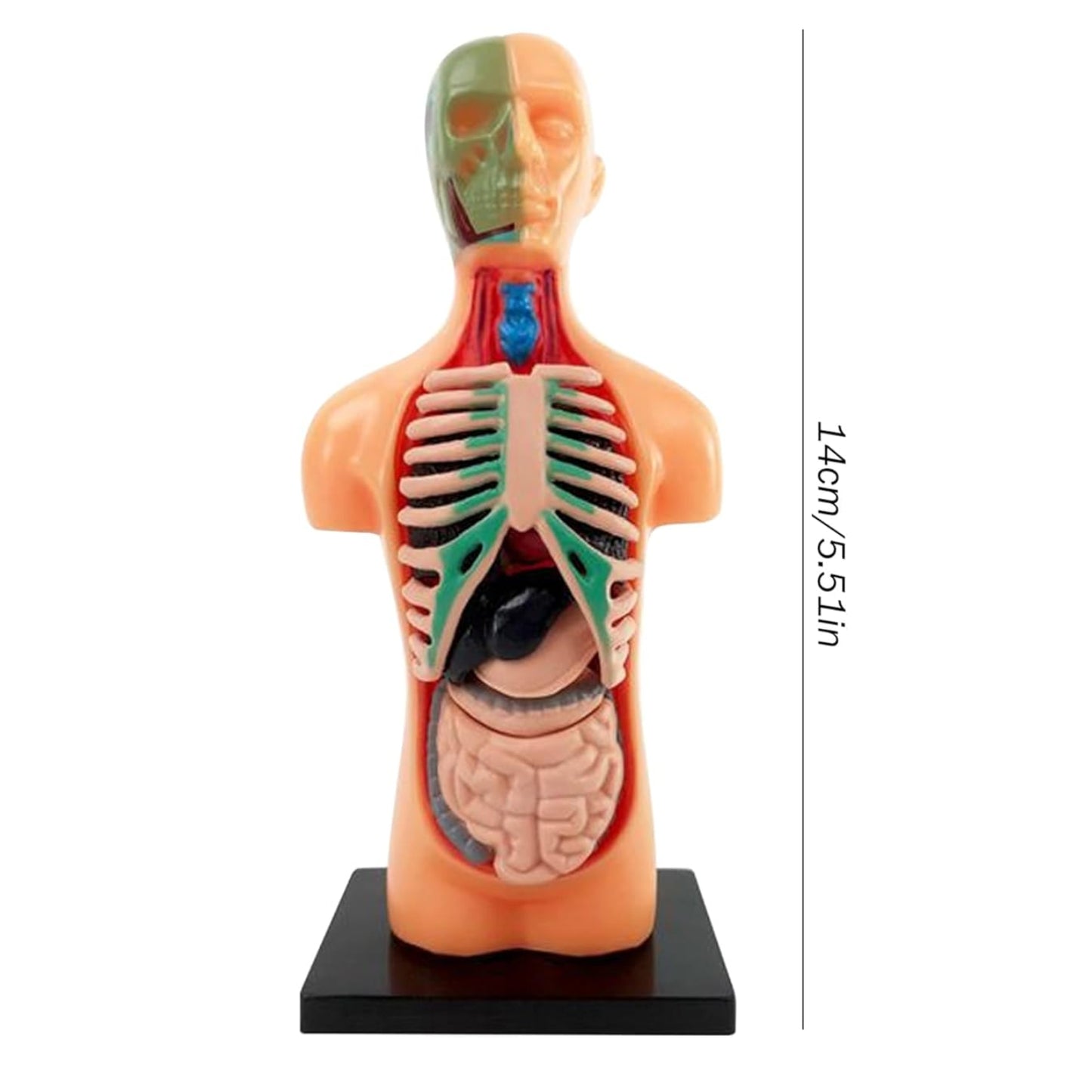 TXMR-025 Human Body Model Kit Human Body Model Demonstration Kit DIY Human Anatomy Display Model For Education - RS6977