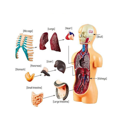 TXMR-025 Human Body Model Kit Human Body Model Demonstration Kit DIY Human Anatomy Display Model For Education - RS6977