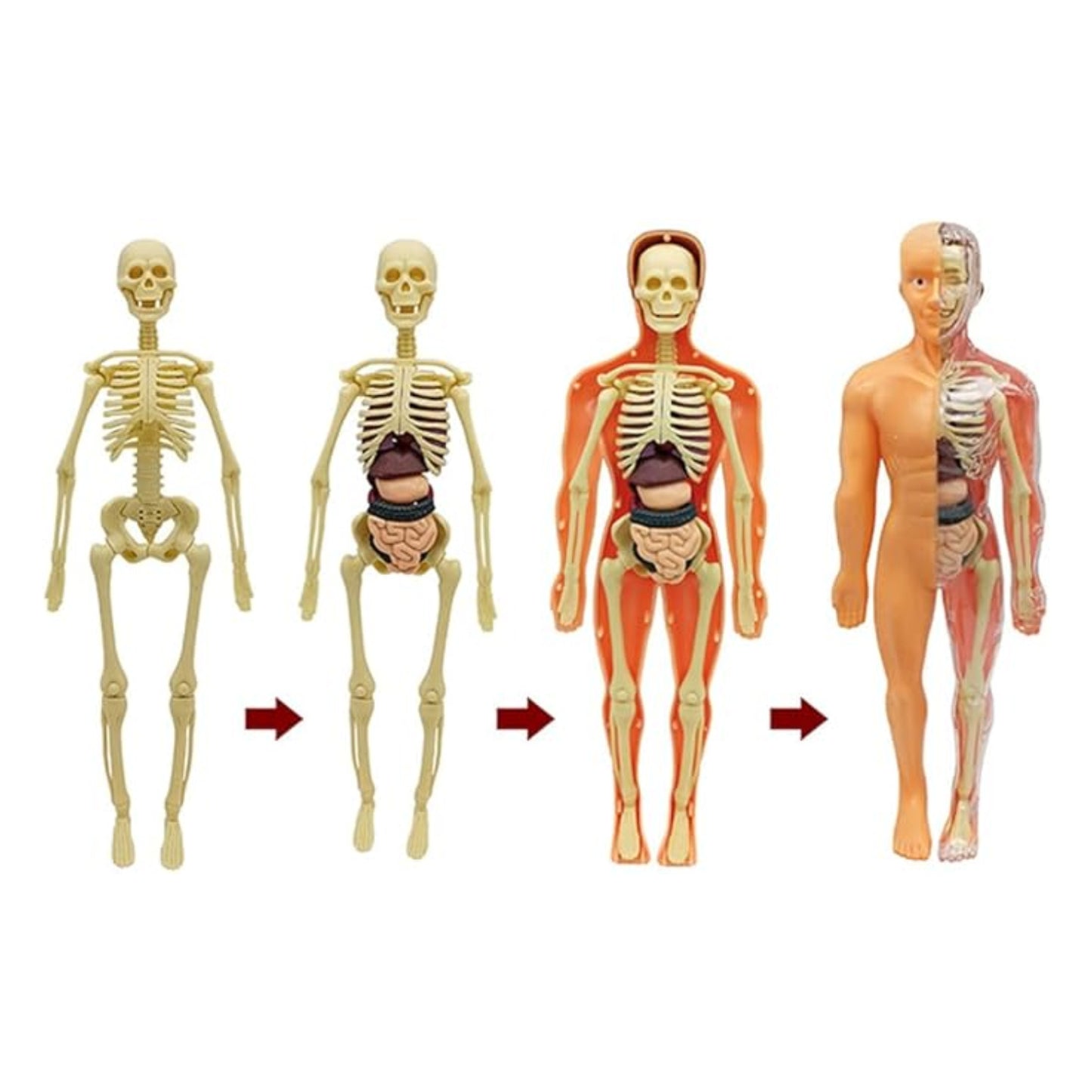 Mini Human Body Explorer Model Interactive Anatomy Kit 3D Interactive Human Body Model With Detachable Organs Amazing Human Body Adventure For Children - RS6970