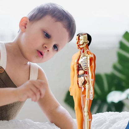 Mini Human Body Explorer Model Interactive Anatomy Kit 3D Interactive Human Body Model With Detachable Organs Amazing Human Body Adventure For Children - RS6970