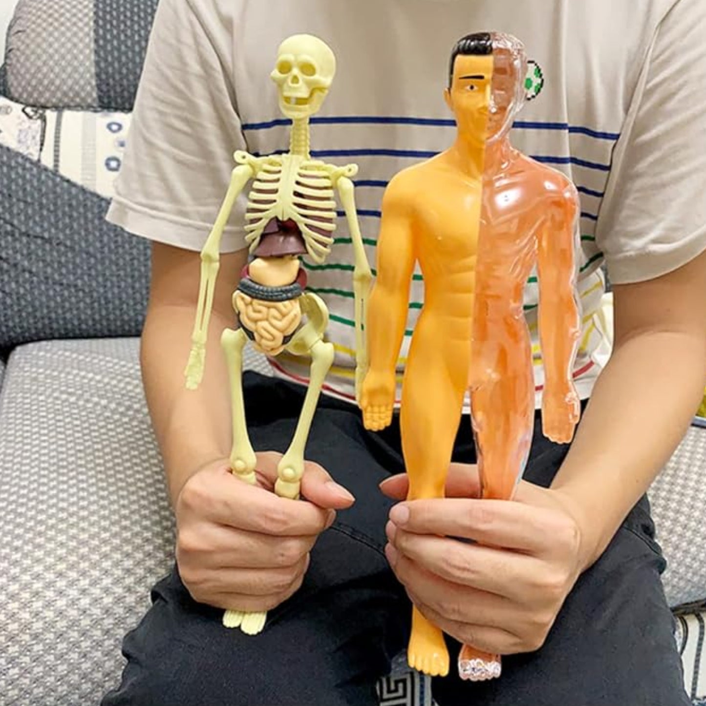 Mini Human Body Explorer Model Interactive Anatomy Kit 3D Interactive Human Body Model With Detachable Organs Amazing Human Body Adventure For Children - RS6970