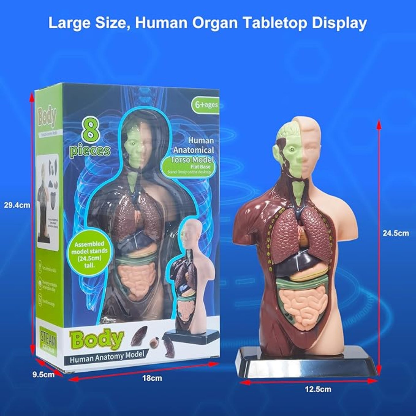 TXMR-027 Human Body Model 9.6 Inch Human Body Model With 7 Detachable Organs Biology Science Learning Kit Educational Anatomy Model For Classroom Teaching Science Projects - RS6978