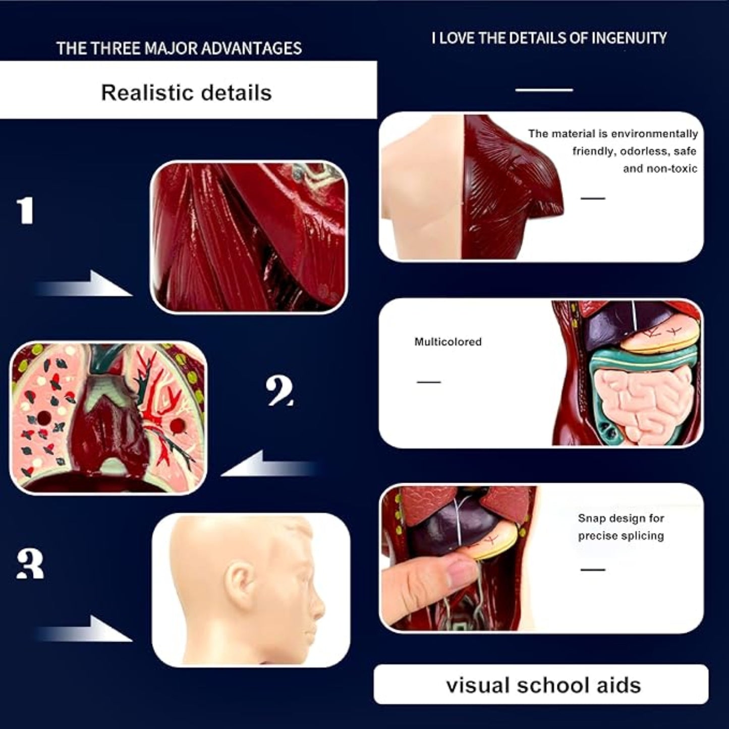 TXMR-027 Human Body Model 9.6 Inch Human Body Model With 7 Detachable Organs Biology Science Learning Kit Educational Anatomy Model For Classroom Teaching Science Projects - RS6978