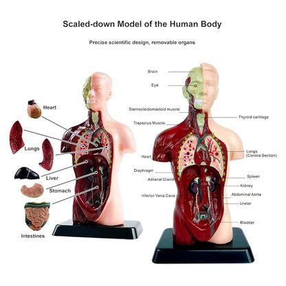 TXMR-027 Human Body Model 9.6 Inch Human Body Model With 7 Detachable Organs Biology Science Learning Kit Educational Anatomy Model For Classroom Teaching Science Projects - RS6978