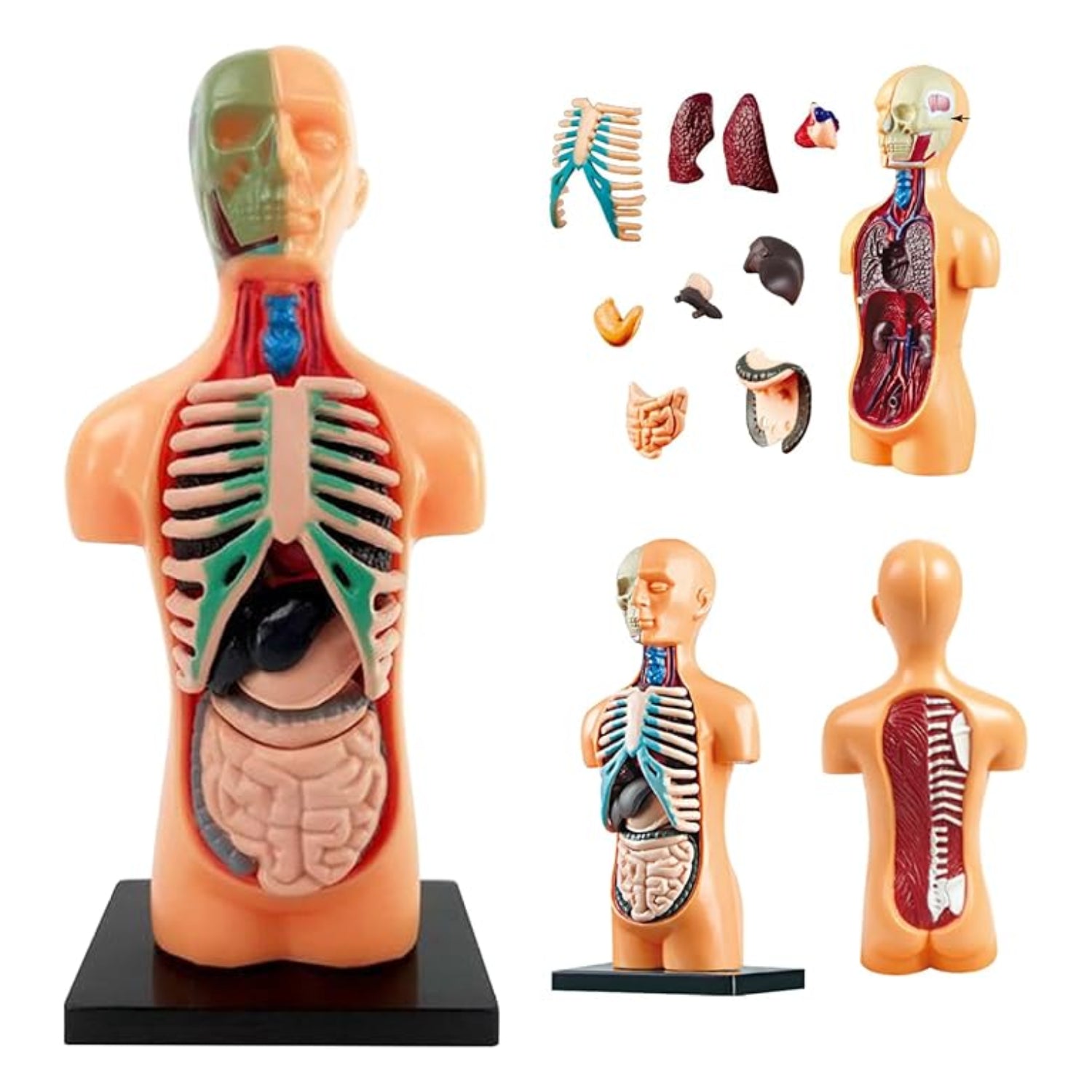 TXMR-025 Human Body Model Kit Human Body Model Demonstration Kit DIY Human Anatomy Display Model For Education - RS6977