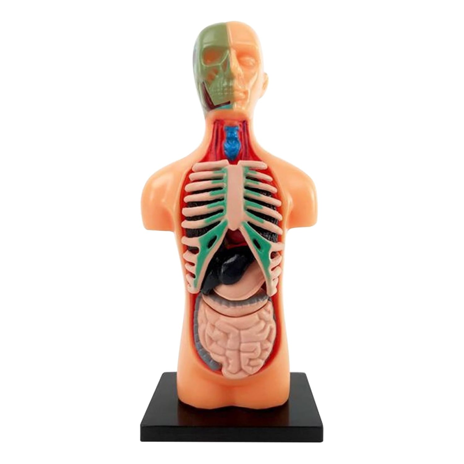 TXMR-025 Human Body Model Kit Human Body Model Demonstration Kit DIY Human Anatomy Display Model For Education - RS6977