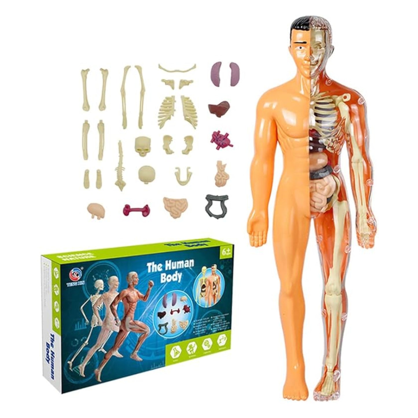 Mini Human Body Explorer Model Interactive Anatomy Kit 3D Interactive Human Body Model With Detachable Organs Amazing Human Body Adventure For Children - RS6970