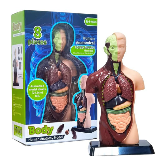 TXMR-027 Human Body Model 9.6 Inch Human Body Model With 7 Detachable Organs Biology Science Learning Kit Educational Anatomy Model For Classroom Teaching Science Projects - RS6978